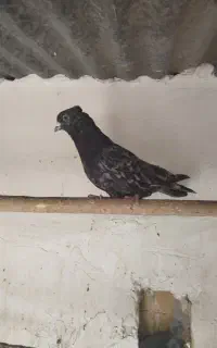 کبوتر