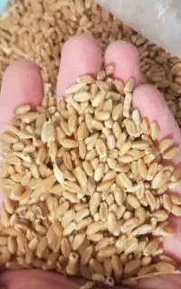 فروش گندم بذر 2تن