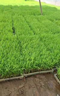 توم هاشمی (باکس نشا برنج هاشمی )