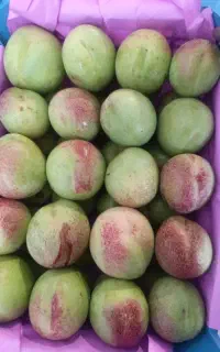 نیرو برای سردخانه خانم واقا