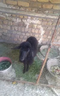 بره