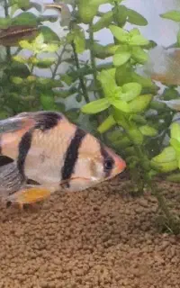 ماهی اکواریوم