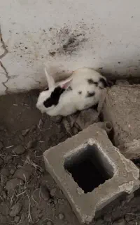 جفت خرگوش