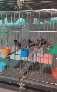 فروش فنچ