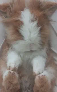 خرگوش