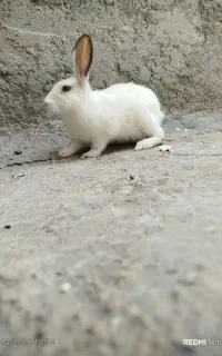 خرگوش پشمی سفید