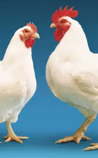 تلفات مرغداری غذای سگ