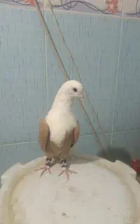 کلاغ