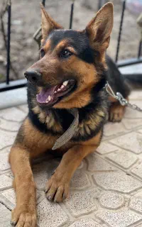 سگ ژرمن ماده ۱۱ ماهه