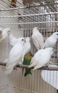 کوتوله برزیلی فیشر سفید گرینچیک