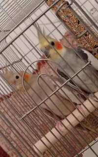 عروس هلندی