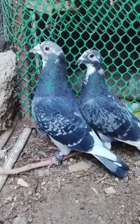 کبوتر ها همه فروشی