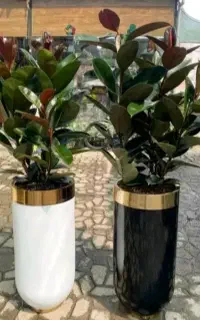 خدمات باغبانی هرس گلکاری تعویض خاک گلدان و غیره