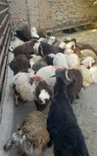 چراگاه سر،سبز زنده کوهستانی دام