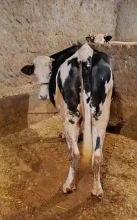 گاوگوشتی جوان  و گوساله پرواری