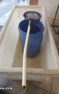 وان ماهی زنده