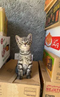 2 عدد بچه گربه ی بامزه زرنگ بازی گوش