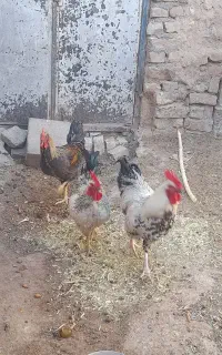 خروس سالم