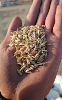 جو دیم بذری