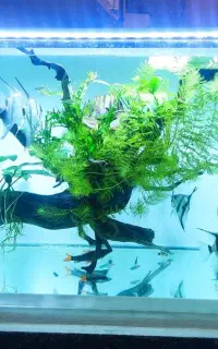 شیشه آکواریوم ده میل  ریملس