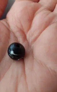 چشم نظر