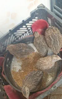 بلدرچین