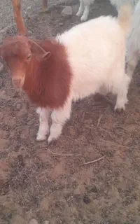 بز و کره فروشی