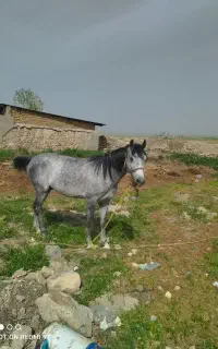اسب اصل کرد نریان