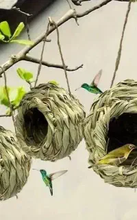 قفس مرغ و خروس لانه پرنده حصیری