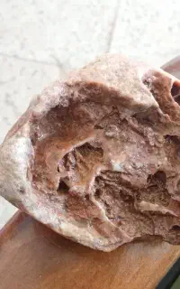 سنگ فسیلی