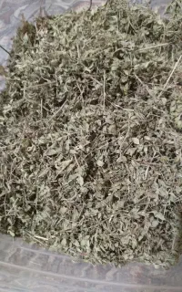 اویشن‌تازه‌همدان‌