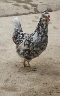 مرغ گلین