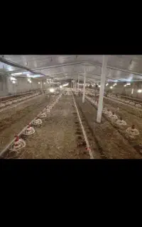کودمرغی همه رقم کودگاوی وگوسفندی