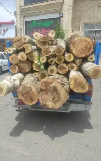 هر نوع چوب تر و خشک،درخت میخرم