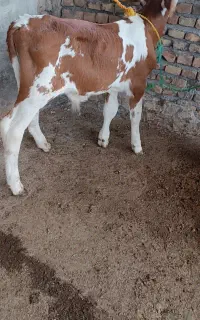 سوپر جنس درجه یک