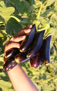 بادمجان قلمی مخصوص ترشی و گوجه خیار محلی