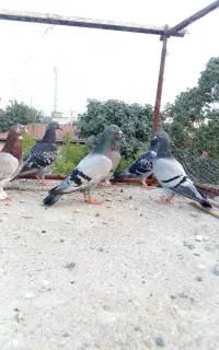 3عددکبوترنر