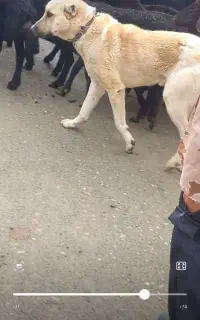 سگ گله مناسب نگهبانی