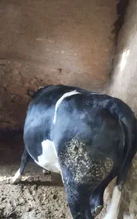 دو عدد گاو نر ماده