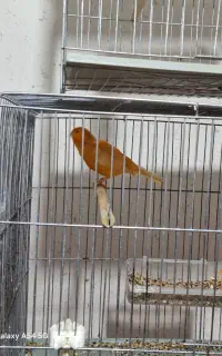 بنده کچ کاره ساختمان هستم کچ خاک سفید نور مخفی