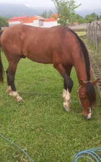 اسب سواری باری فوق‌العاده