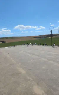 ماده