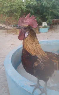 خروس لاکنزی گوشت سیاه