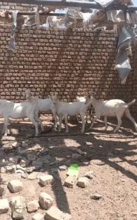 بزغاله سانن