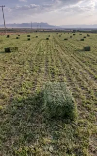 یونجه پرس خشک