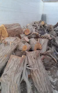 چوب خشک درخت
