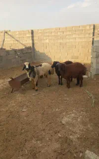 فروش بره نر