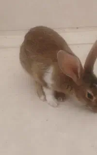 خرگوش