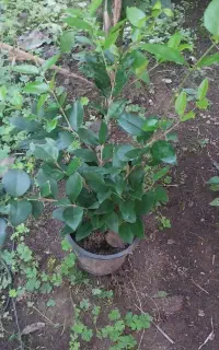 فروش یاس