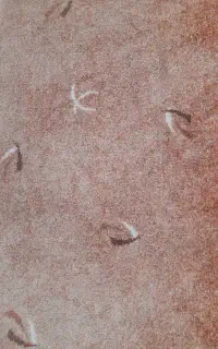 پالاز موکت